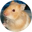 Peter Nieland profile picture